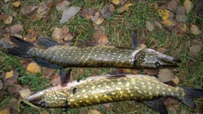 Northern Pike, 1.3 kg