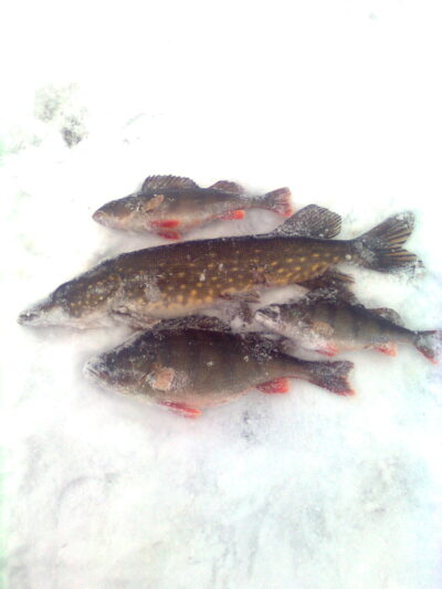 Northern Pike, 2.6 kg
