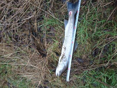 Atlantic salmon, 2.1 kg — Šventoji