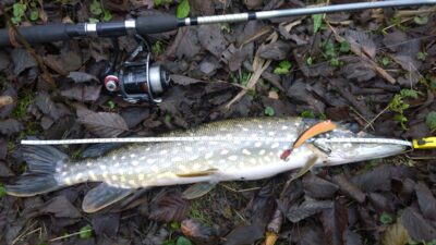 Northern Pike, 1.6 kg — Kadrėnų