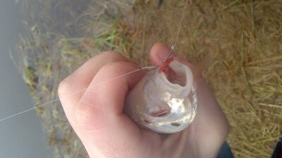 Roach