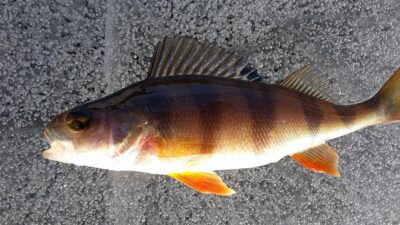 Eurasian perch ×10
