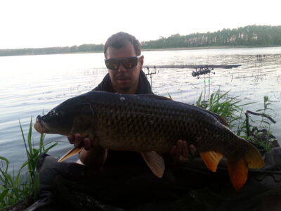 Mirror carp