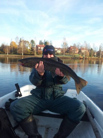 Atlantic salmon, 4.5 kg
