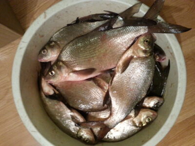 Carp bream ×20 — Margis