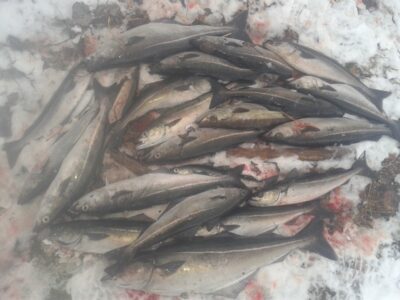 Pollock ×20