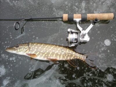Northern Pike — Viešis