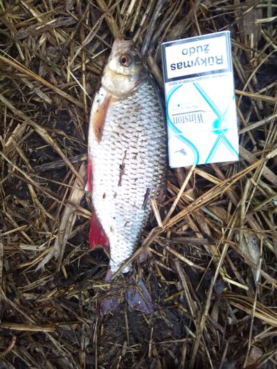 Roach, 0.3 kg — Minija