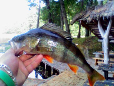 Eurasian perch, 0.3 kg — Šventoji