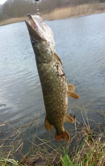 Northern Pike, 3.5 kg