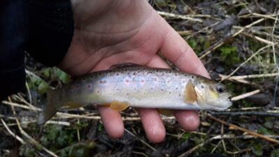 Brown Trout — Merkys