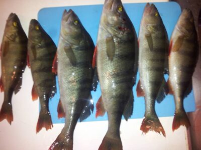 Eurasian perch, 1.0 kg