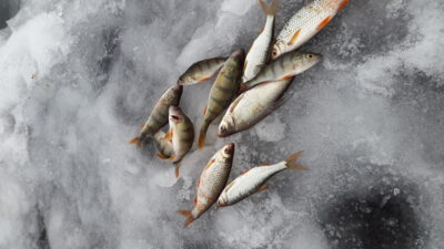 Eurasian perch — Arimaičių