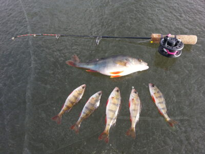 Eurasian perch ×12