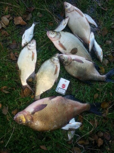 Carp bream ×6 — Ančia