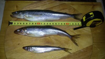 European smelt ×50 — Baltic Sea