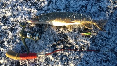 Northern Pike — Lėnas