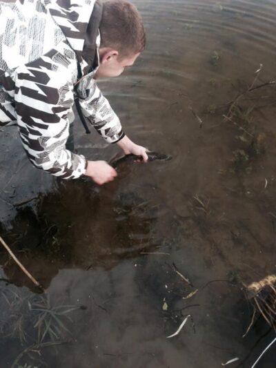 Northern Pike — Nevėžis