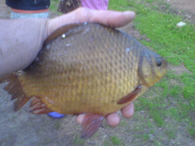 Crucian carp, 0.6 kg — Nevėža