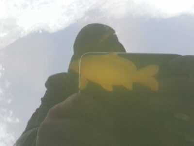 Carp
