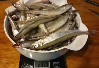 European smelt, 2.4 kg — Kuršių