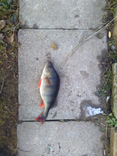 Eurasian perch, 0.7 kg — Kryžiškių