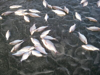 Carp bream