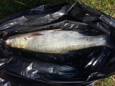 Asp, 2.5 kg — Neris River