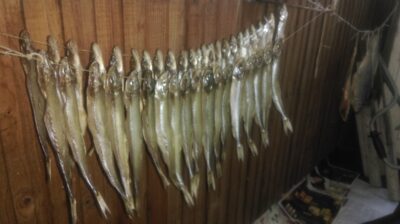 European smelt — Kuršių
