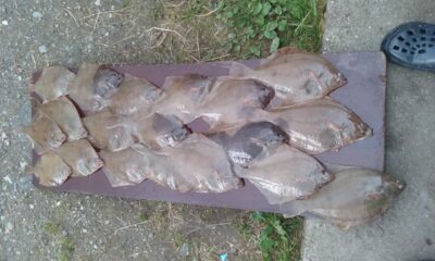 European plaice ×10 — Norwegian Sea