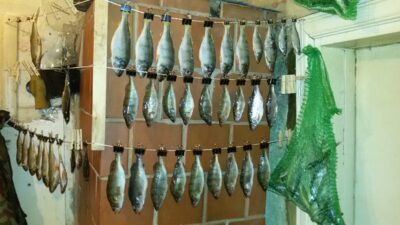 Eurasian perch ×30 — Neris River
