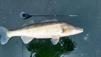 Pike perch, 2.3 kg — Ygla