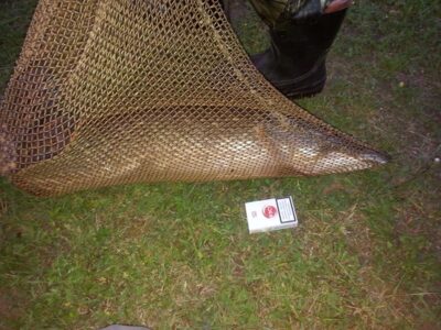 Northern Pike, 7.3 kg — Ančia