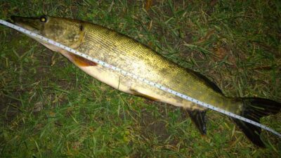 Northern Pike, 1.2 kg