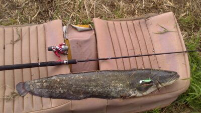 Wels catfish