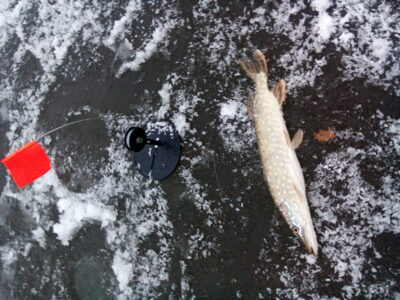 Northern Pike ×4