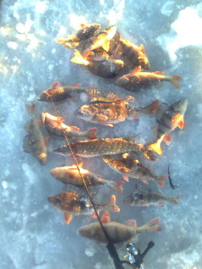 Eurasian perch