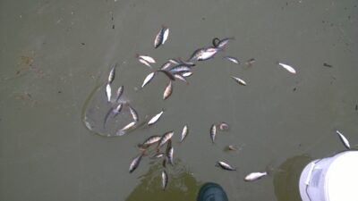 Eurasian perch — Lėnas