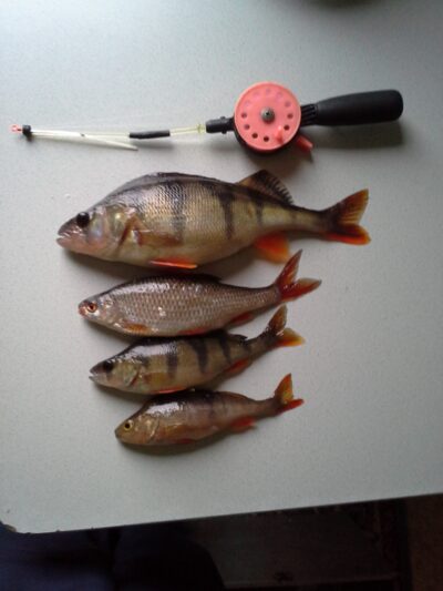 Eurasian perch
