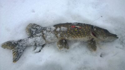 Northern Pike