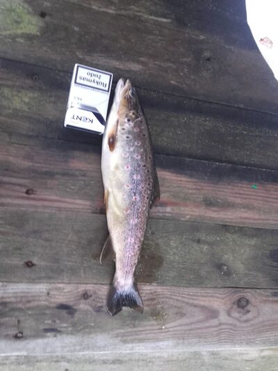 Brown Trout — Merkys