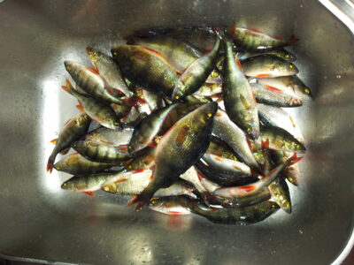 Eurasian perch — Kumpuolis