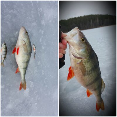 Eurasian perch, 0.7 kg — Želvos