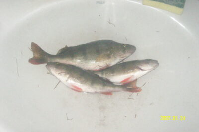 Eurasian perch ×3