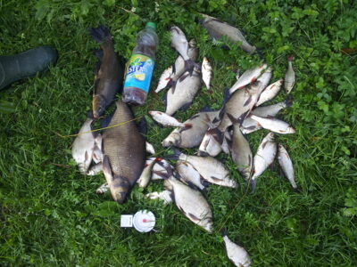 Carp bream, 9.0 kg