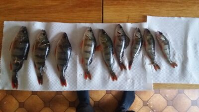 Eurasian perch ×9 — Šventoji