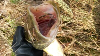 Northern Pike, 1.5 kg