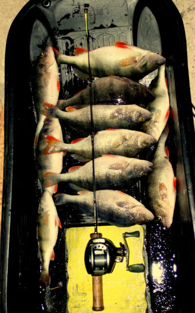 Eurasian perch, 0.4 kg — Neman River
