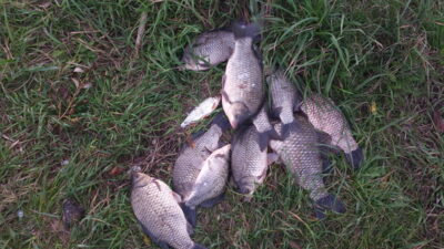 Prussian carp ×10 — Neman River
