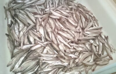 European smelt, 7.2 kg — Smeltalė